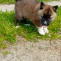 Akita americano