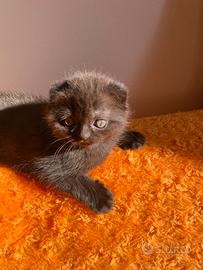 Scottish fold e scottish straicht
