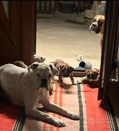 Cuccioli dí boxer