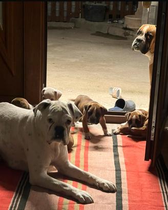Cuccioli dí boxer