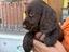 Immagine 2