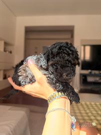 Moka