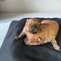 Volpini di Pomerania