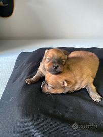 Volpini di Pomerania