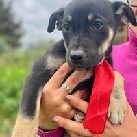 Cagnolini maschi e femmine