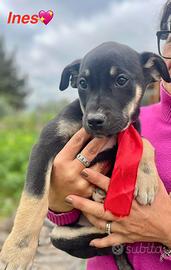 Cagnolini maschi e femmine