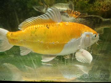 Carpe koi