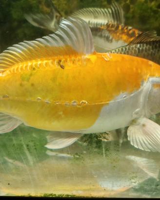 Carpe koi