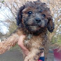 Barboncino brindel sable