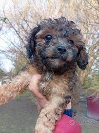 Barboncino brindel sable