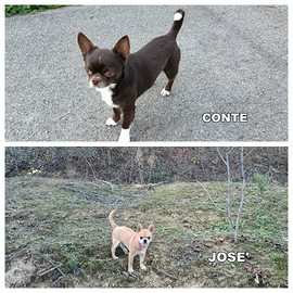 Chihuahua maschi per monta