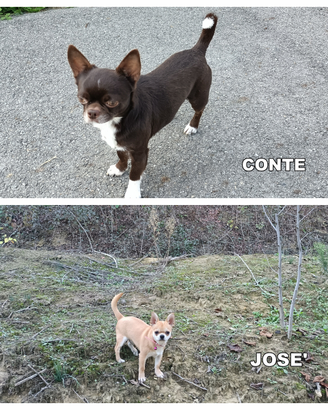 Chihuahua maschi per monta