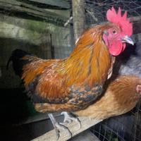Gallo