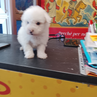 Barboncino maltipo mini toy maschio