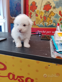 Barboncino maltipo mini toy maschio