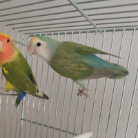 Inseparabili roseicollie maschi