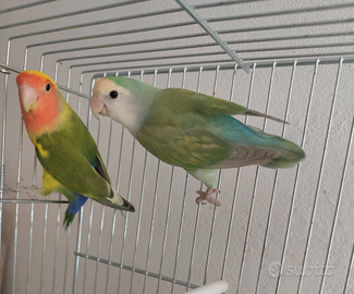 Inseparabili roseicollie maschi