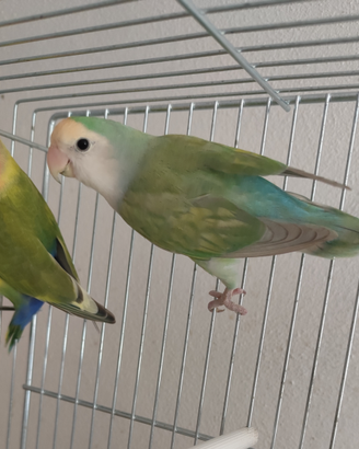 Inseparabili roseicollie maschi