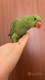 Pappagalli