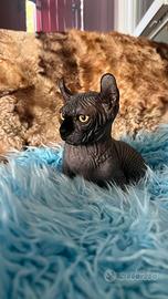 Sphynx ELF maschio Blu Nero point