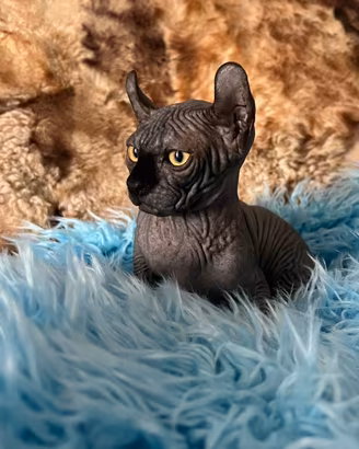 Sphynx ELF maschio Blu Nero point
