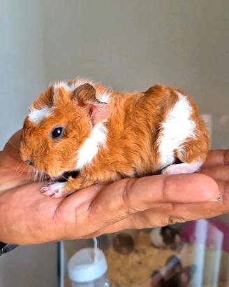 Cuccioli porcellino d'India,Milano 