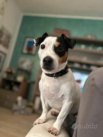 Jack russell per accoppiamento