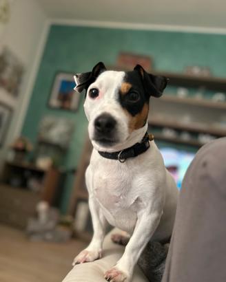 Jack russell per accoppiamento
