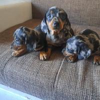 Bassotto arlecchino silver cuccioli