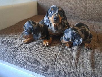 Bassotto arlecchino silver cuccioli