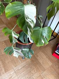 Monstera albo variegata