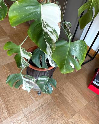 Monstera albo variegata