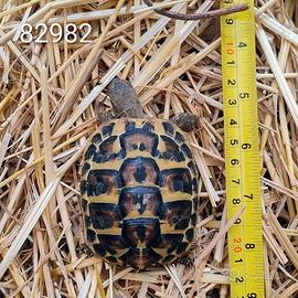 Testuggini di Hermann BABY cb 2024 (982; 082)