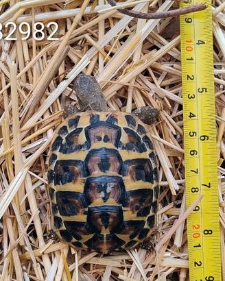 Testuggini di Hermann BABY cb 2024 (982; 082)