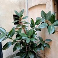 pianta appartamento ficus