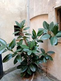 pianta appartamento ficus