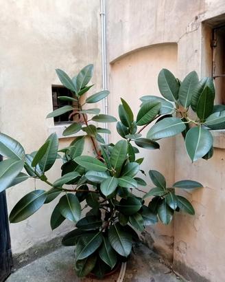 pianta appartamento ficus