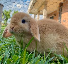 Cucciola minilop