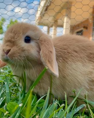 Cucciola minilop