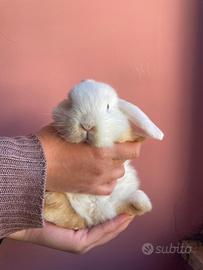 Cuccioli di Conigli Minilop Occhi Blu