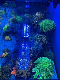 Acquario matino