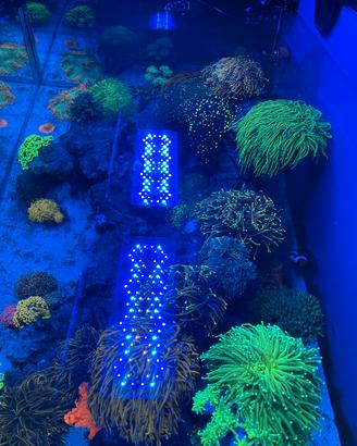 Acquario matino