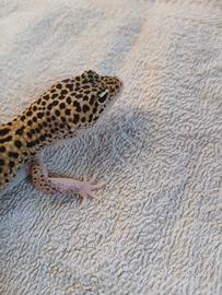Geco leopardino