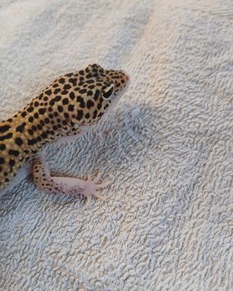 Geco leopardino