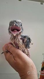 Pulli di kookaburra