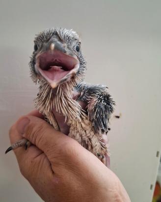 Pulli di kookaburra