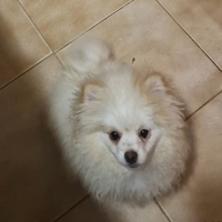 Spitz nano volpino di Pomerania