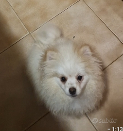 Spitz nano volpino di Pomerania