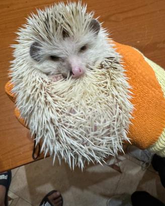 Riccio africano femmina di 2 anni