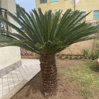 Cycas